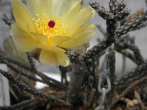 pterocactus  tuberosus