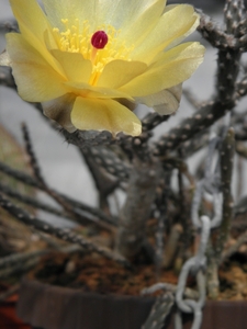 pterocactus  tuberosus.                                       1