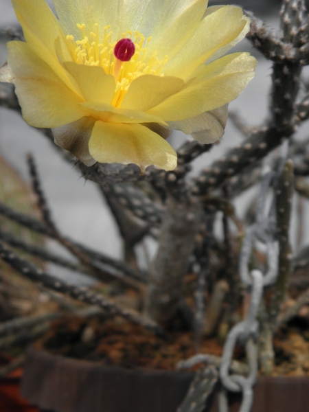 pterocactus  tuberosus.                                       1