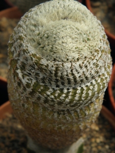 yasvia  cryptocarpa