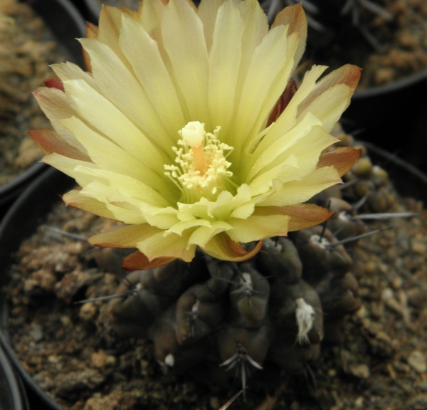 copiapoa  barquitensis