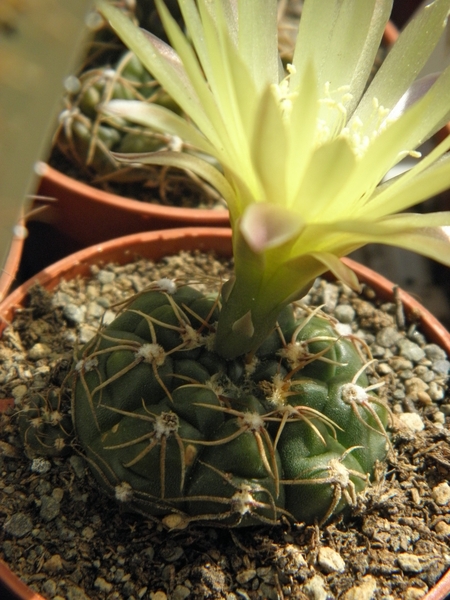 gymnocalicium   leeanum                                       2