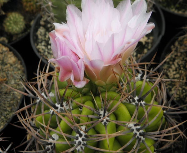 gymnocalycium  achiasense  .v. charasense