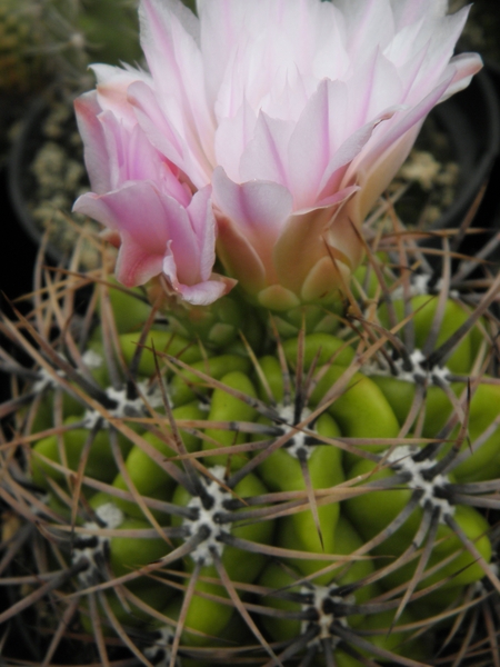 gymnocalycium  achiasense  .v. charasense                        