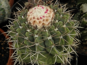 melocactus  pygmaea