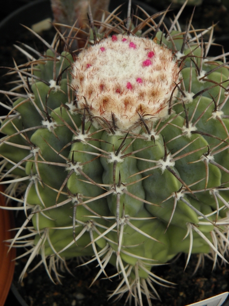 melocactus  pygmaea                                         2