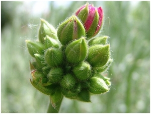 Macro Opname - 026