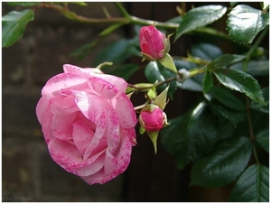 Macro Opname - 029