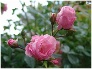 Macro Opname - 031