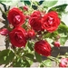 Macro Opname - 037