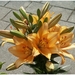 Macro Opname - 038
