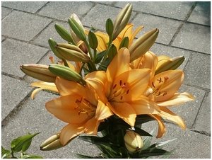 Macro Opname - 038