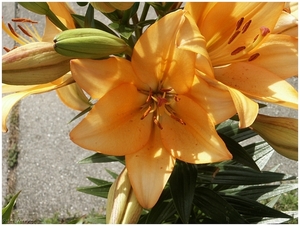 Macro Opname - 039