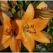 Macro Opname - 040