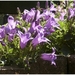 Macro Opname - 043
