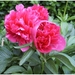 Macro Opname - 044