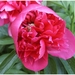Macro Opname - 045