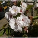 Macro Opname - 046