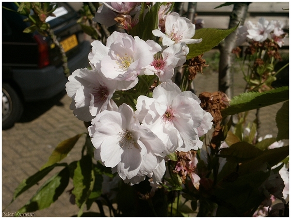 Macro Opname - 046