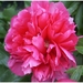 Macro Opname - 047