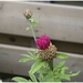 Macro Opname - 048
