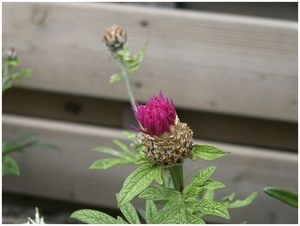 Macro Opname - 048