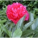 Macro Opname - 049