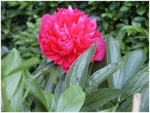 Macro Opname - 049