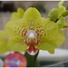 Macro Opname - 050