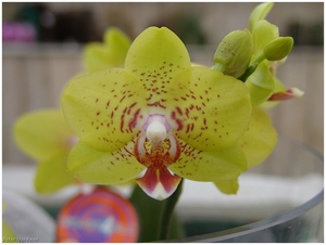 Macro Opname - 050