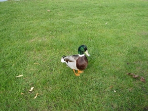 eend