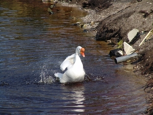 Den Helder - 067