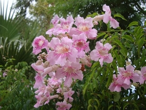 De bloemen stonden nog volop in bloei...