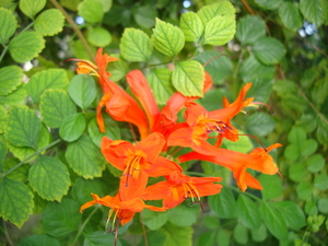 Bloeiende bloemen in overvloed en dit in de maand oktober op Mall