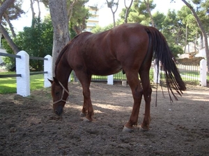 Paard kon je ook gaan rijden...