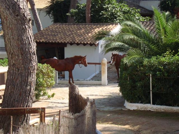 Deze paarden staan te wachten op hun ruiters...