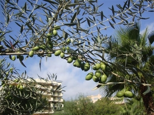 en natuurlijk: de olijven!...