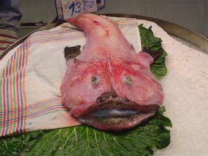 Ook deze vis lag te koop...precies een monster