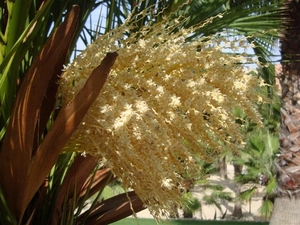 De bloem van de palmboom...