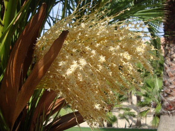 De bloem van de palmboom...
