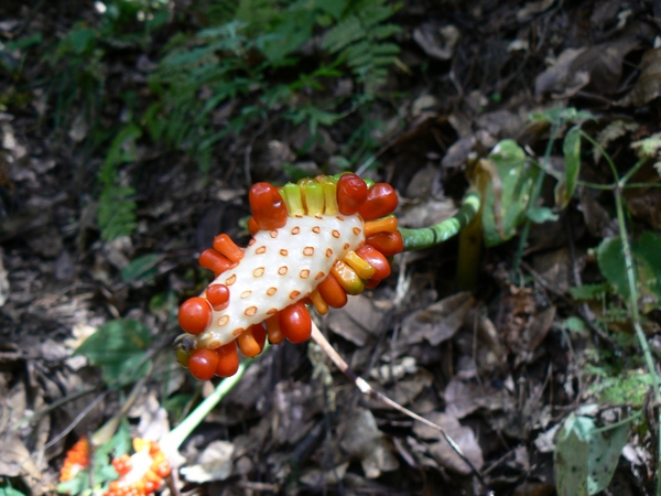 Bhutan