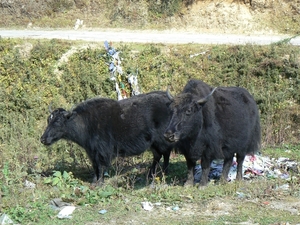 Bhutan