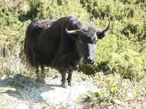 Bhutan