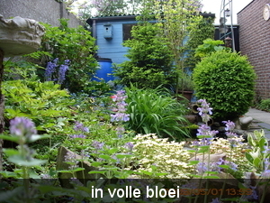 tuin
