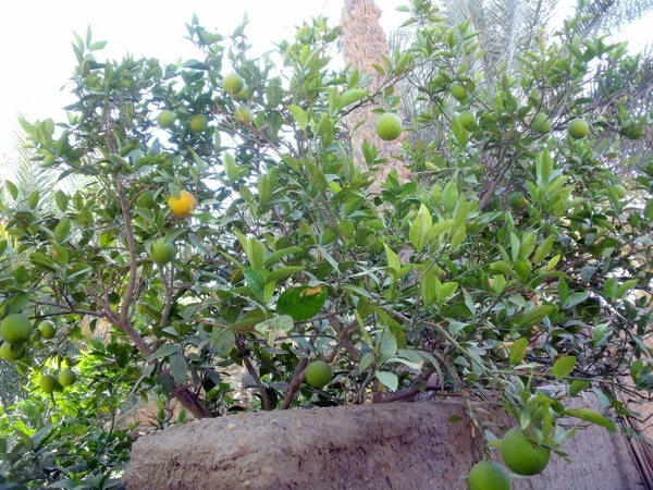 DSCF0384