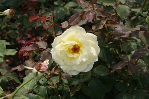 DSC00671