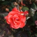 DSC00672