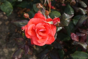 DSC00672