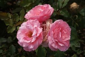 DSC00674