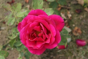DSC00675
